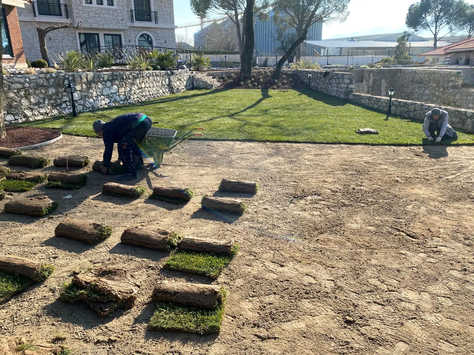 Hazırlanmış toprak üzerine dizilmiş hazır çim ruloları, el arabası ve serim yapan iki işçi